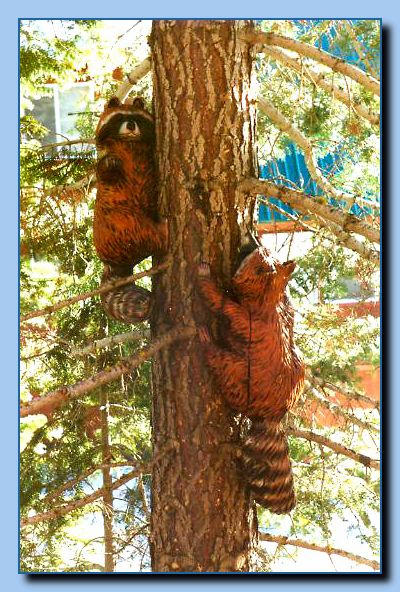 1-51 raccoon attached to tree